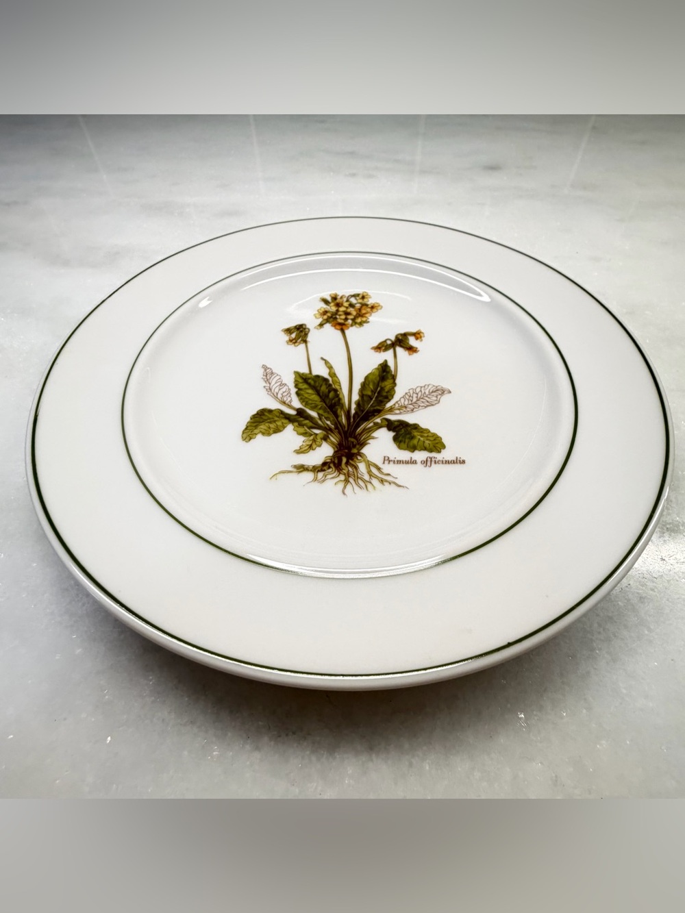 Vintage JKW Bavaria Germany Primula Officinalis Botanical Floral Plate 7.75”